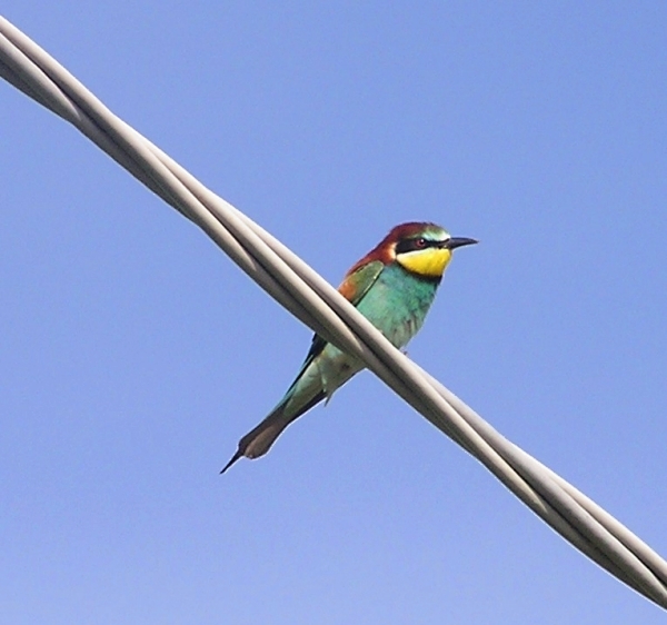 Gruccione - Merops Apiaster